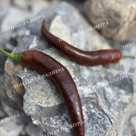 Томат Перец острый КАЙЕНСКИЙ ШОКОЛАДНЫЙ