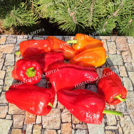 Томат Перец полуострый БАШКИРСКИЙ (из Кумертау)