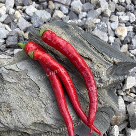 Томат Перец полуострый БЕРОС ПЕППЕРОНИ (Beros Pepperoni Hungarian), Венгрия.