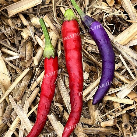 Томат Перец острый МАСКАРАД (Masquerade)