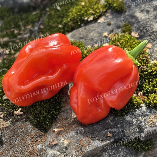 Томат Перец острый ХАБАНЕРО КРАСНЫЙ (Habanero Red), Мексика