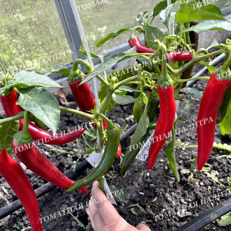 Томат Перец ПОЛУОСТРЫЙ ИЗ ИЗРАИЛЯ