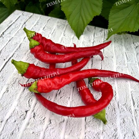 Томат Перец острый ХАНГИДЖАО КРАСНЫЙ (Hangijaio red), Китай.