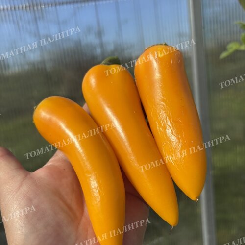 Томат Перец острый ХАЛАПЕНЬО ЖЕЛТЫЙ ГИГАНТ (Jalapeno Yellow Giant)