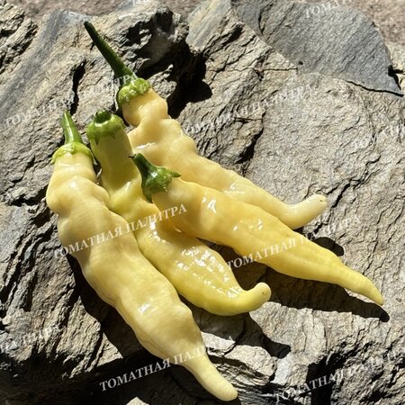 Томат Перец острый БЛОНДИ (Blondy)