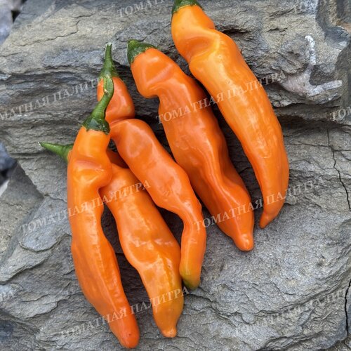 Томат Перец острый БОЛИВИАН ОРАНЖ (Bolivian Orange)