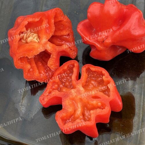 Томат Перец острый БРАЗИЛЬСКАЯ МОРСКАЯ ЗВЕЗДА (Brazilian Starfish)