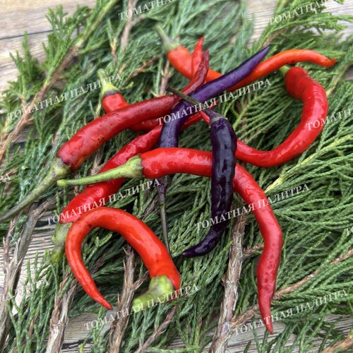 Томат Перец острый ГИПНОЗ (Hypnos), Бразилия