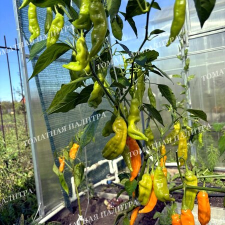 Томат Перец острый ПАЛЕЦ ПЕТРА ОРАНЖЕВЫЙ (PETER PEPPER ORANGE), США.