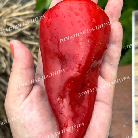 Томат Перец острый ФАЛУДИ (Faludi), Венгрия.