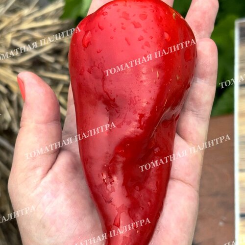 Томат Перец острый ФАЛУДИ (Faludi), Венгрия.