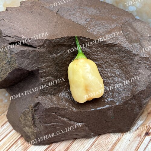 Томат Острый перец ПИЧ КУПИДС БОУ (Peach Cupid's Bow), Австралия.