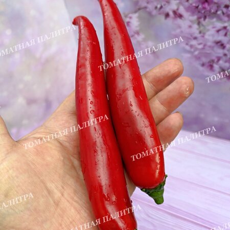 Томат Перец острый СЕВЕРНЫЙ (усл).