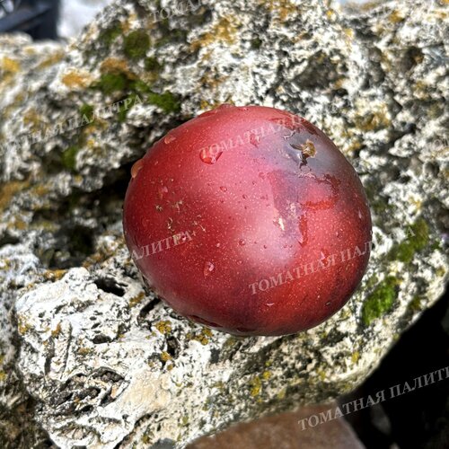 Томат ГНОМ ГОНДВАНА ГРОМ (Dwarf Gondwana Thunder), Австралия