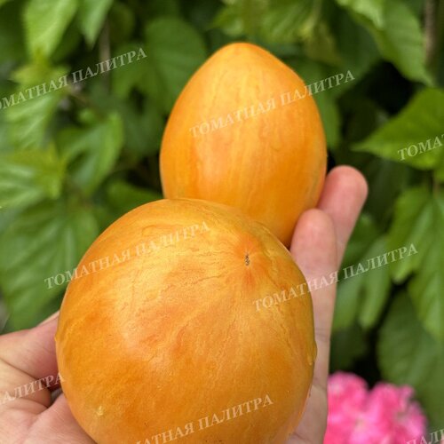 Томат ДЫННЫЙ ЛИКЁР