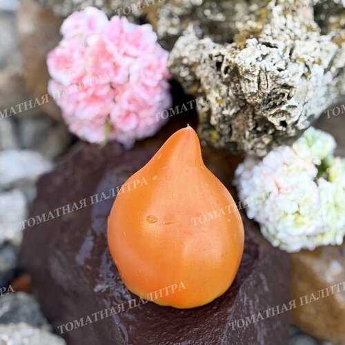 Томат ЗОЛОТАЯ МОДНИЦА