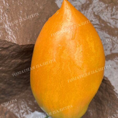 Томат ЗОЛОТАЯ МОДНИЦА (СЛИВКА)