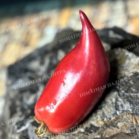 Томат ТУФЕЛЬКИ СУЛТАНА