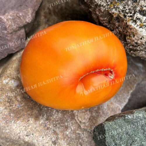 Томат АБРИКОСОВЫЙ КОНФИТЮР