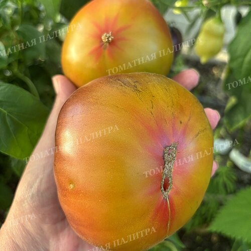 Томат БЛАЖЕНСТВО