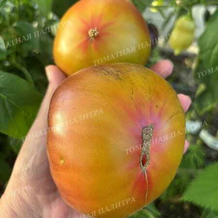 Томат БЛАЖЕНСТВО