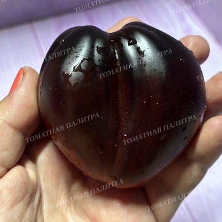 Томат БРОНЗОВЫЕ НОСИКИ СЕРЖАНТА ПЕППЕРА