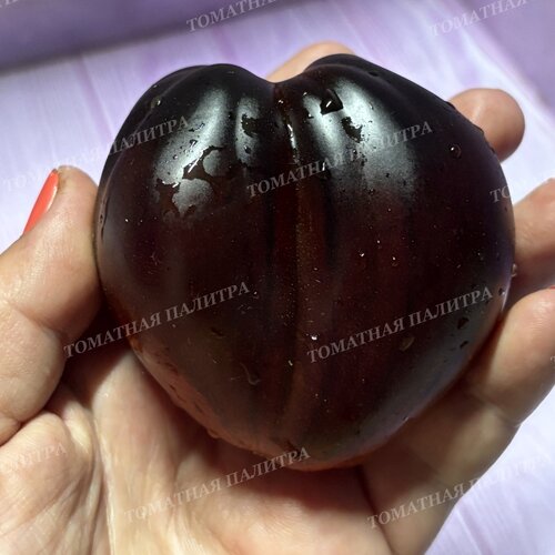 Томат БРОНЗОВЫЕ НОСИКИ СЕРЖАНТА ПЕППЕРА