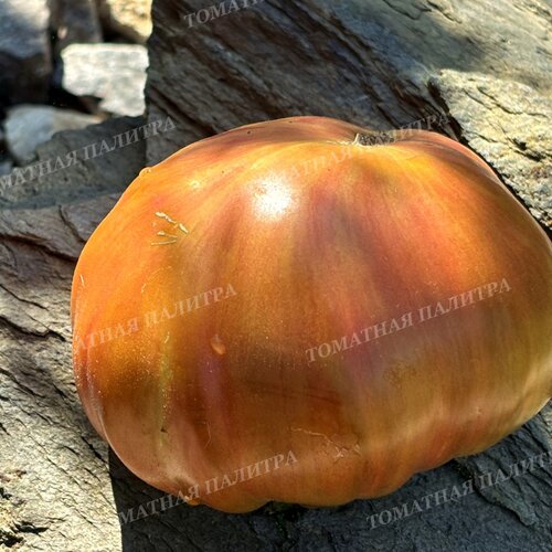 Томат ВИШНЕВЫЕ ПОЛОСЫ