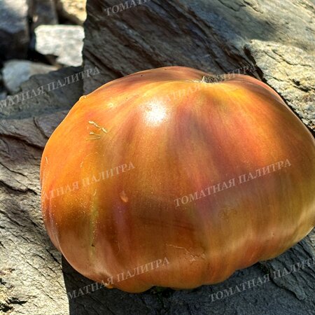 Томат ВИШНЕВЫЕ ПОЛОСЫ