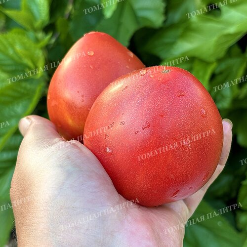 Томат КЛУБНИЧНЫЙ СЕРЖАНТ