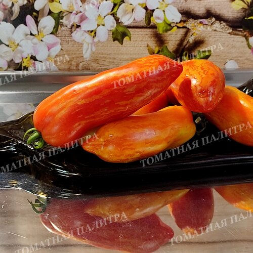 Томат ДЖАЛПА