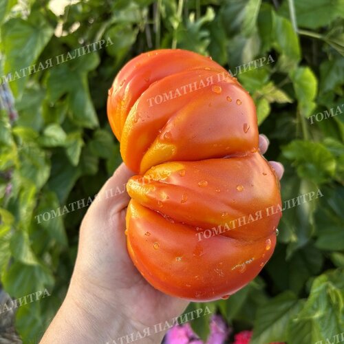 Томат МЕДОВЫЙ ГРЕБЕНЬ