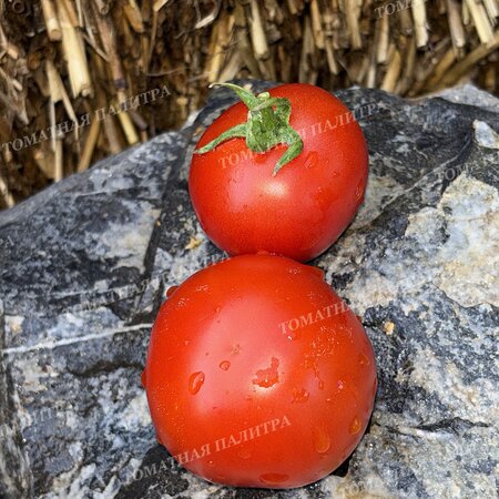 Томат УЛЬТРАСКОРОСПЕЛЫЙ 