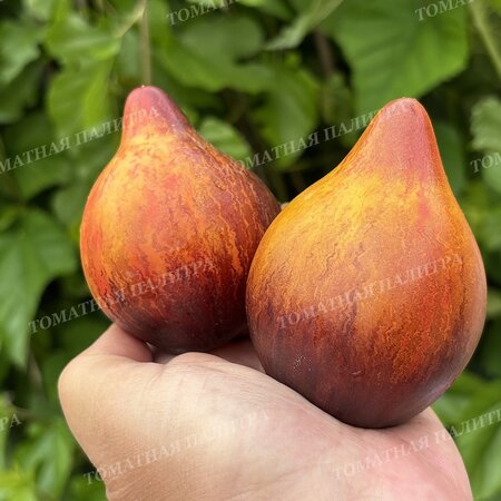 Томат Мятежный Звёздный Истребитель VT-16 жёлтый. (Rebel Starfighter VT-16 yellow), США  