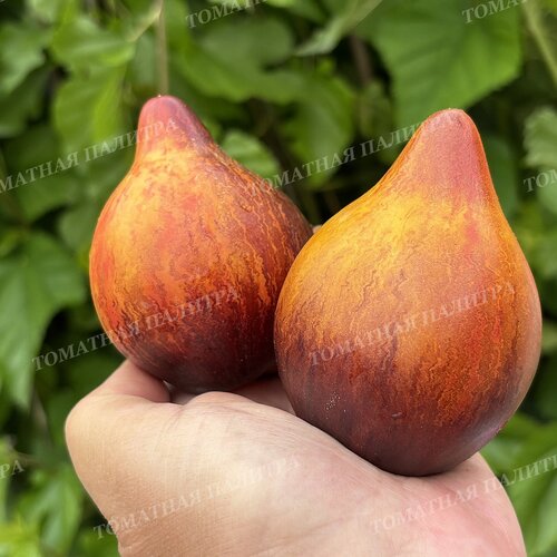 Томат Мятежный Звёздный Истребитель VT-16 жёлтый. (Rebel Starfighter VT-16 yellow), США  