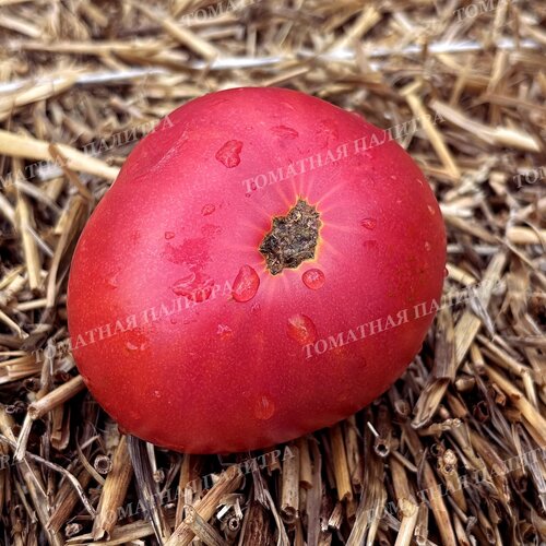 Томат Розовые из СССР