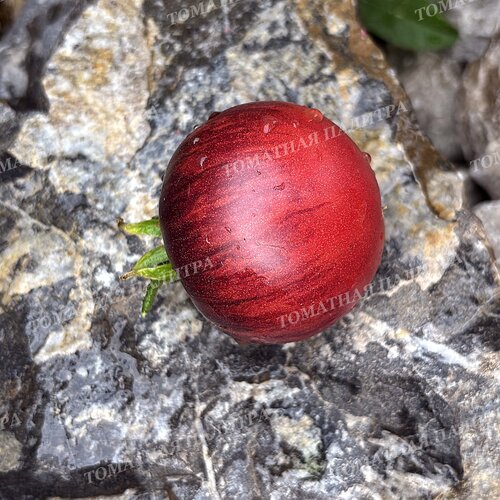 Томат Восставший Звездный Истребитель Кейли Энн ПИНК АНТО, США  