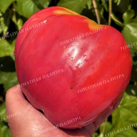 Томат РАБОЧИЙ ВЫПУСК ПАСТЫ (Work Release Paste), Италия.