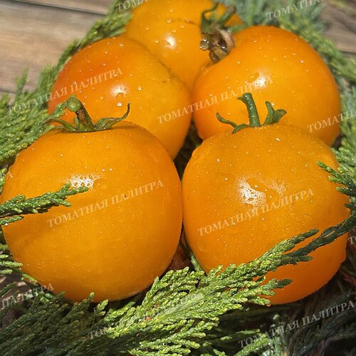 Томат ИЮНЬСКИЙ ЖЕЛТЫЙ УСЫПНОЙ 