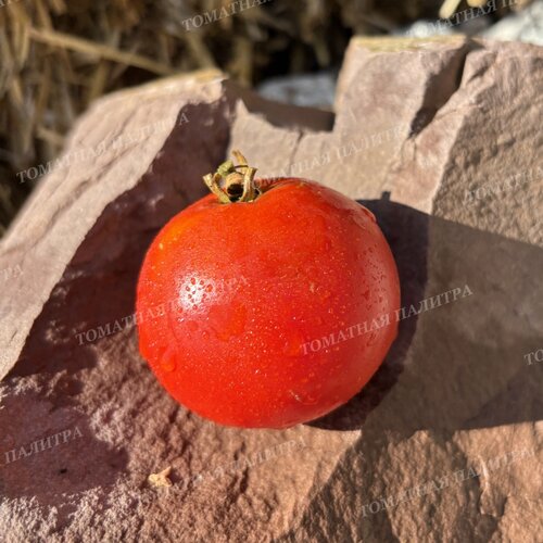 Томат КАЗАБАЛЫКСКИЙ СУПЕРРАННИЙ