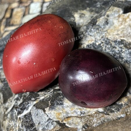 Томат КЛУБНИЧНЫЙ ВОДОПАД