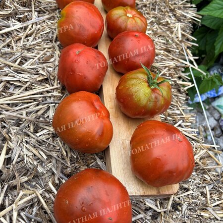 Томат МУАРОВЫЙ ЗАКАТ