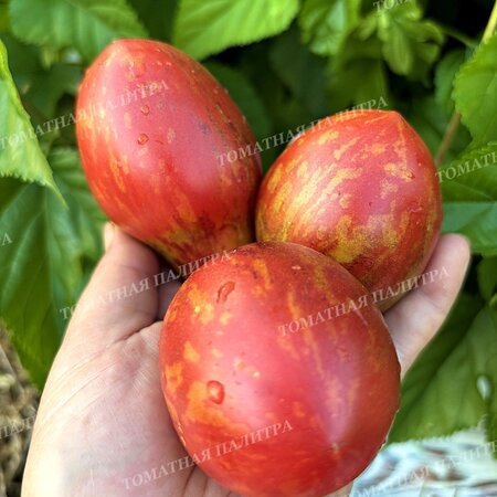 Томат ТВОЯ УЛЫБКА