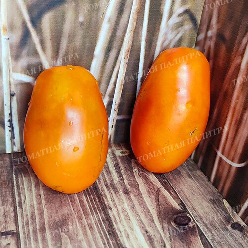 Томат ЕЛИСЕЙ