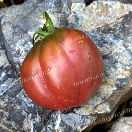 Томат БОРДО
