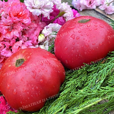 Томат БИЙСКАЯ РОЗА