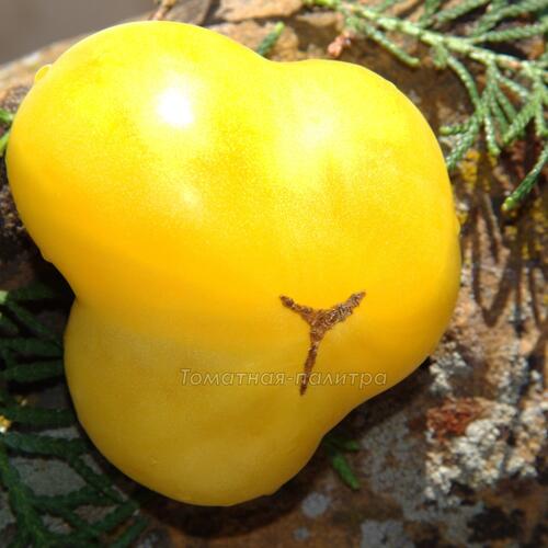 Томат Гном Лимонный Лёд / Лимонное мороженое (Dwarf Lemon Ice), Австралия