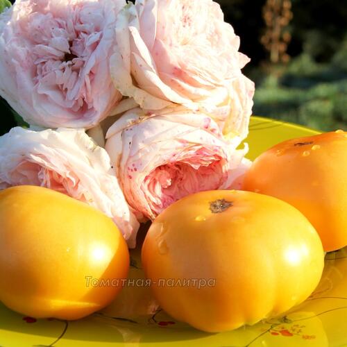 Томат Гном Оранжевый/Апельсиновый Крем (Dwarf Orange Cream), Австралия