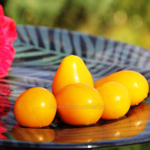 Томат Груша желтая Черри (Yellow Pear Cherry Bell), Англия