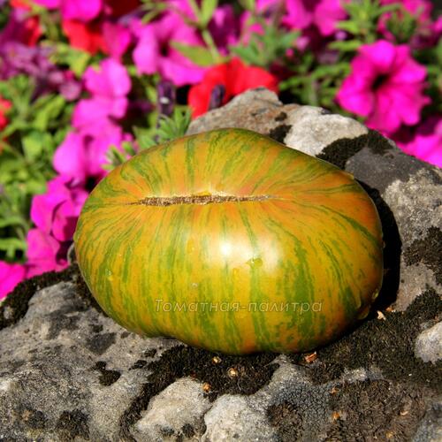 Томат Зеленая Копия (Green Copia), США